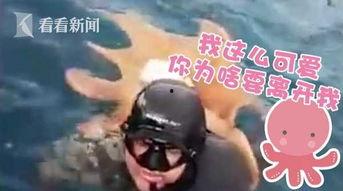 章鱼人视频,揭秘神秘海洋生物的奇幻世界