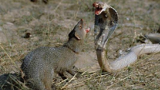 獴捕蛇视频,动物世界中的捕猎奇观